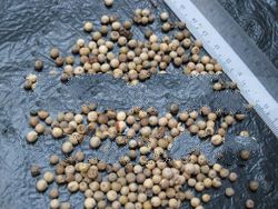 Standard Grade Indonesian (Makassar) White Pepper