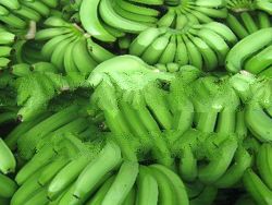 Cavendish Banana