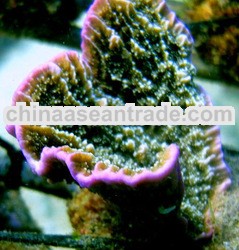 ornamental fish and coral