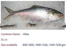 Hilsa Fish