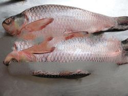 ROHU FISH