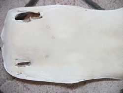 stingray skin