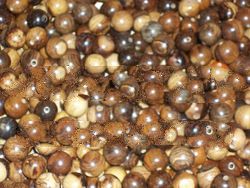 beads agar wood