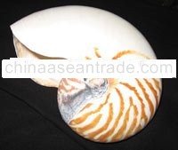 Chambered Nautilus