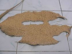 stingray skin