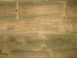 Bamboo slats