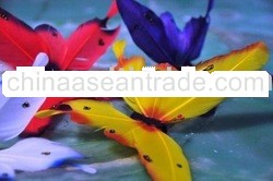 Big Feather Butterfly