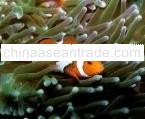 Marine Saltwater Fish And Invertebrates