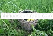 Rattan Basket