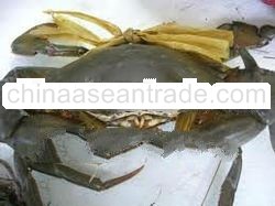 LIVE MUD CRABS (Scylla serrata)