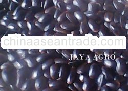 SELL PARKIA TIMORIANA SEED