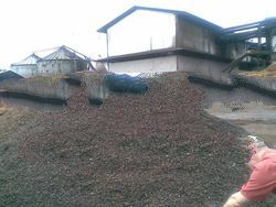 Palm Kernel Shell and By product