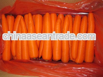 fresh carrot from 