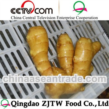 fresh ginger with 100g