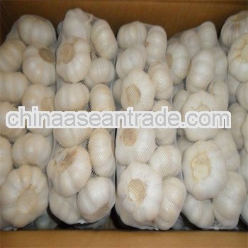 fresh white garlic export to Southeast Asia market