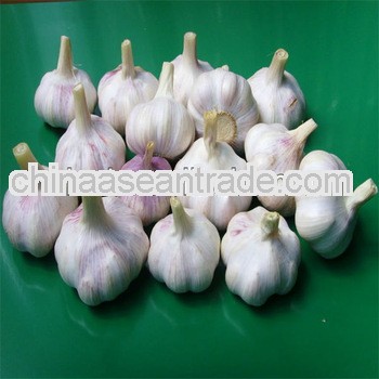 fresh white garlic product wholesale price