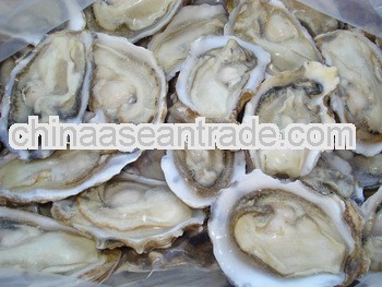 frozen concha ostreae seafood