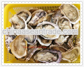 frozen oysters meat seafood