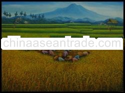 rice paddy A069