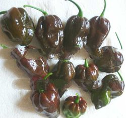 Chocolate Habanero Pepper Capsicum 25 Seeds