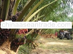 Crude Palm Oil cooking oil