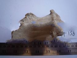 prehistoric stone