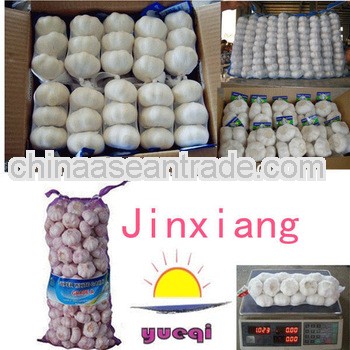 garlic hometown jinxiang original fresh garlic 2013