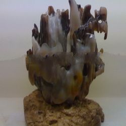 Fossil Wood Agate