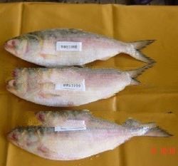 Hilsa Fish Products