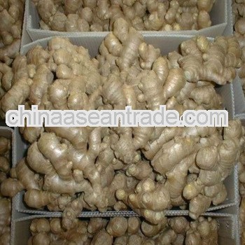 ginger price in china,ginger company in shandong