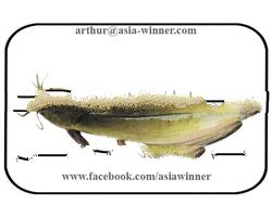 MAGUR FISH CLEANED - Clarias batrachus
