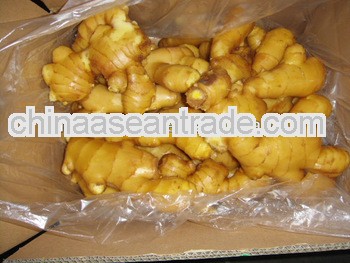 good quality new season fresh ginger price in china