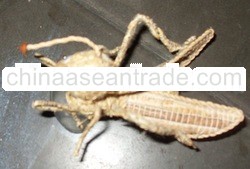 Handicraft vetiver roots