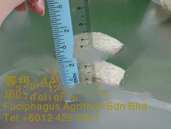 White bird nest 4A - (MC15%)