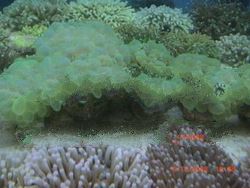 Metallic Green Bubble Coral