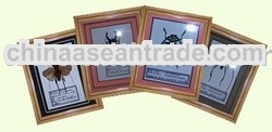 Insects Frame