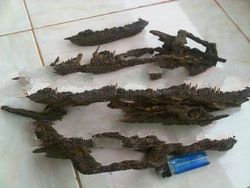 agarwood