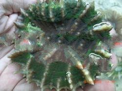 Green Doughnut Coral