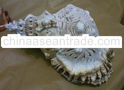 shell carving