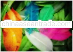 rondhon sketelon leaves