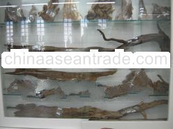 Agarwood / Alone / Gaharu