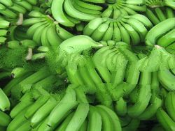 Fresh Cavendish Banana