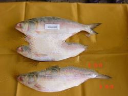 Frozen Hilsa