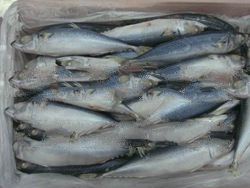 Frozen Fish, mackerel, herring and other fish