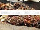 crude palm oil