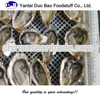 japanese oyster frozen seafood