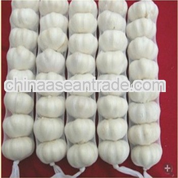 jining wholesale chinese garlic