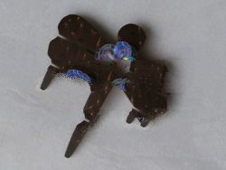 bross souvenirs