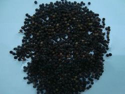 Black Pepper