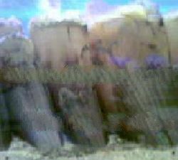 Fan Mussel / Pen Shell (Atrina Spp. )